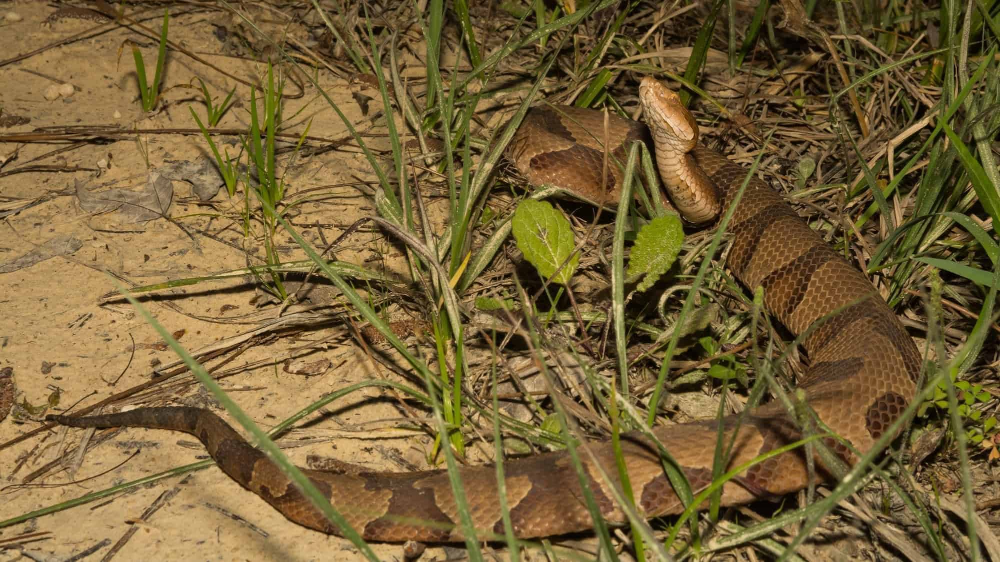 Copperhead Snake Bite