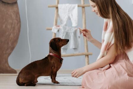 Why Smart Dogs Might Struggle With Obedience Training