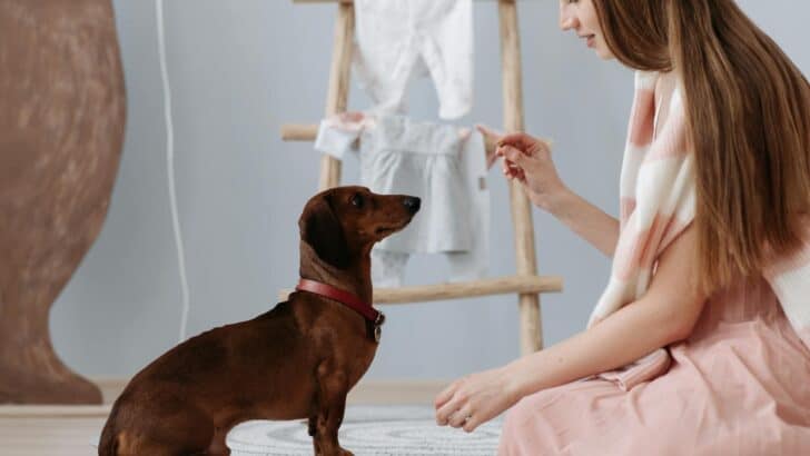 Why Smart Dogs Might Struggle With Obedience Training