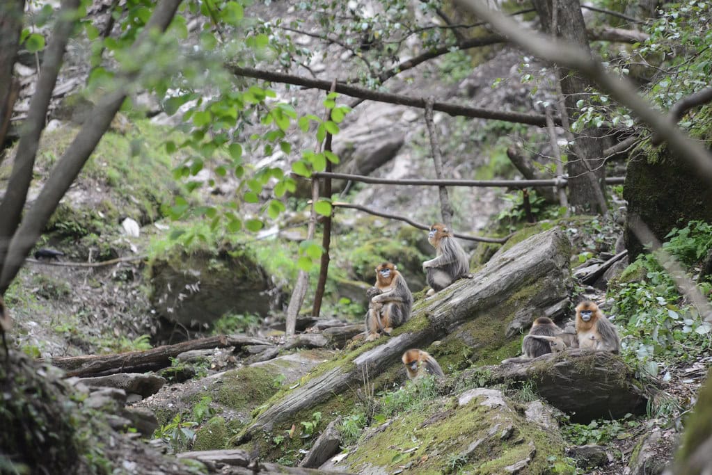 Golden snub-nosed monkey