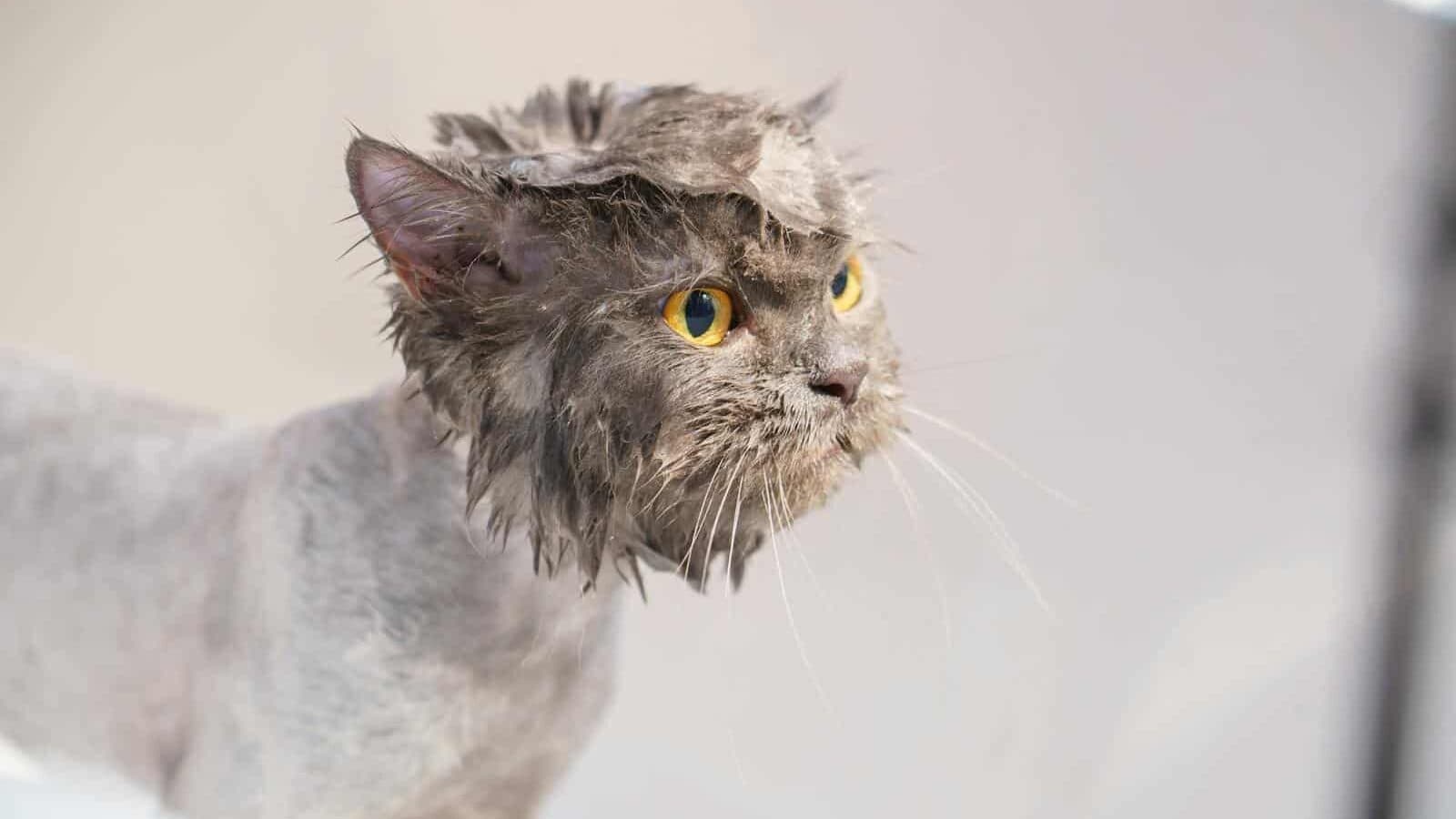 Close-up of a wet domestic cat with yellow eyes, after a bath.