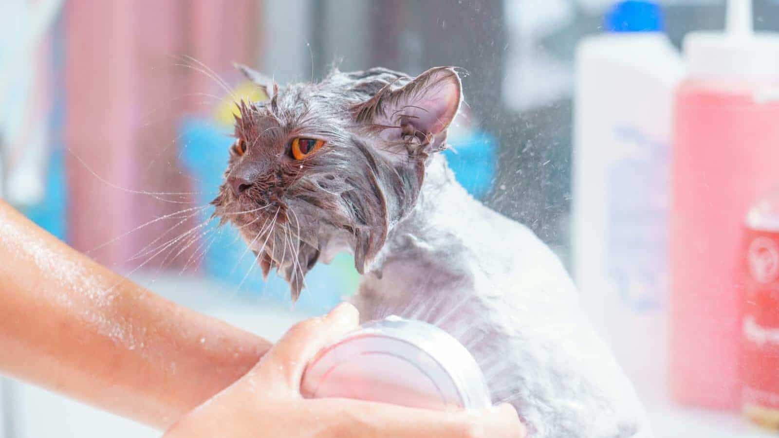 A wet gray cat being bathed, looking displeased, with soap suds and warm lighting.