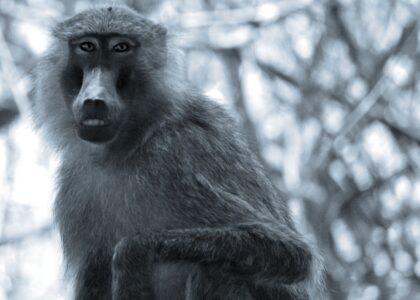 What a Baboon’s Social Rank Means in Its Troop
