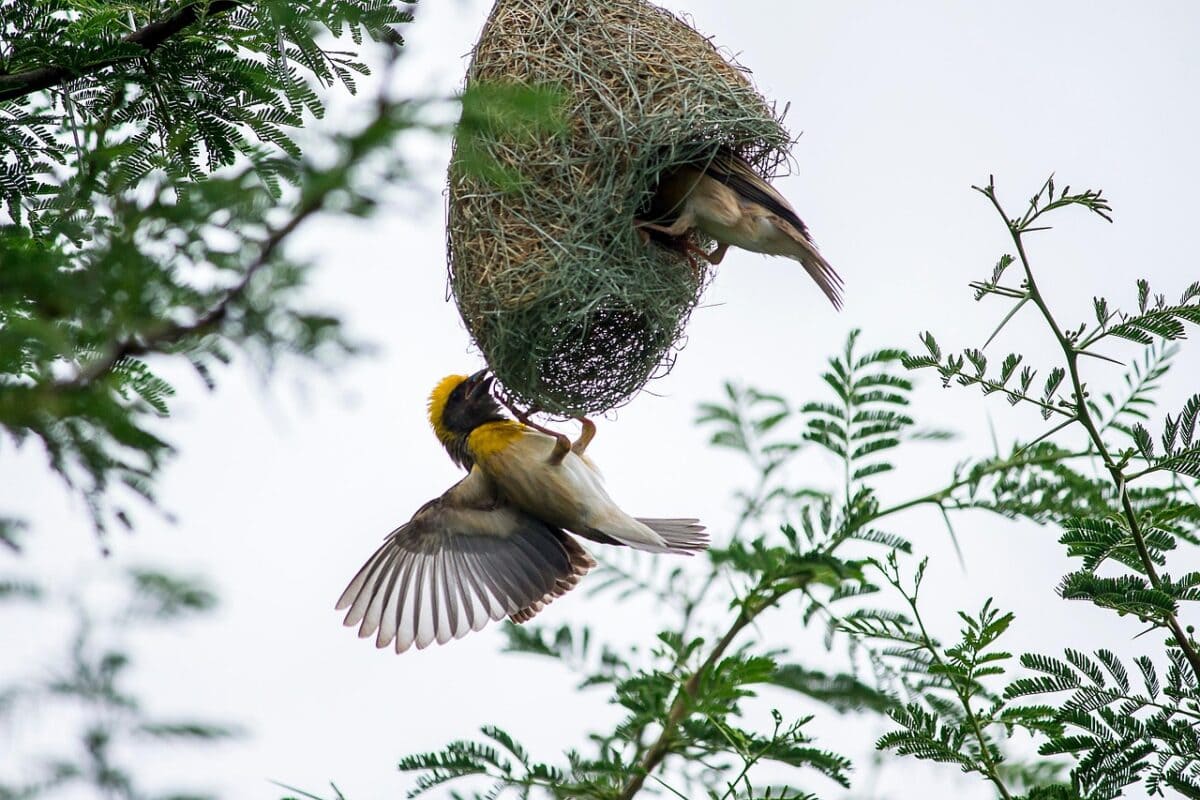baya weaver, bird, nest, wildlife, nature, animal, wings, plumage, baya weaver, baya weaver, baya weaver, baya weaver, baya weaver, nest