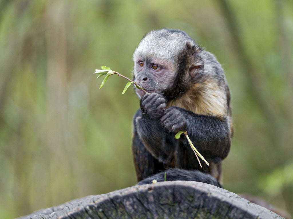 Capuchin monkey eating