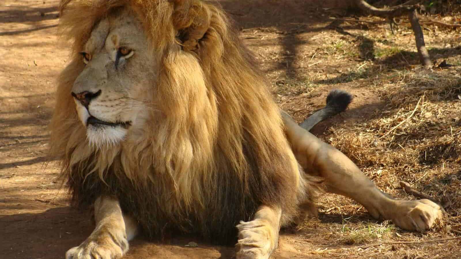 Close-up photo of a lion in Bo-Karoo, South Africa, showcasing its regal mane and fierce gaze.