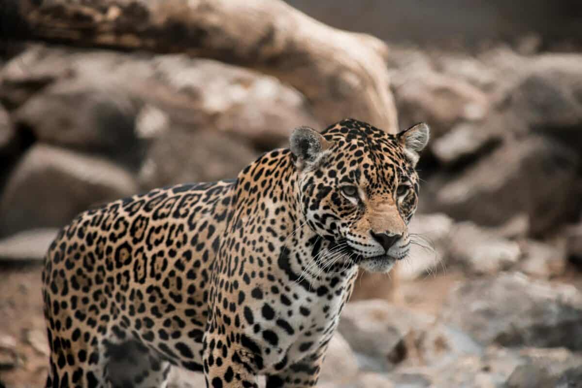 Close-up of a jaguar in its natural habitat with a blurred background.
