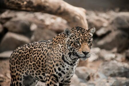 The Jaguar in Mayan and Aztec Mythology