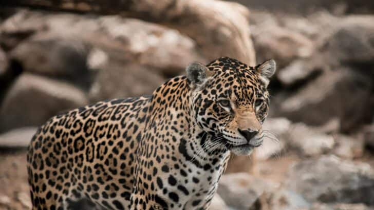 The Jaguar in Mayan and Aztec Mythology