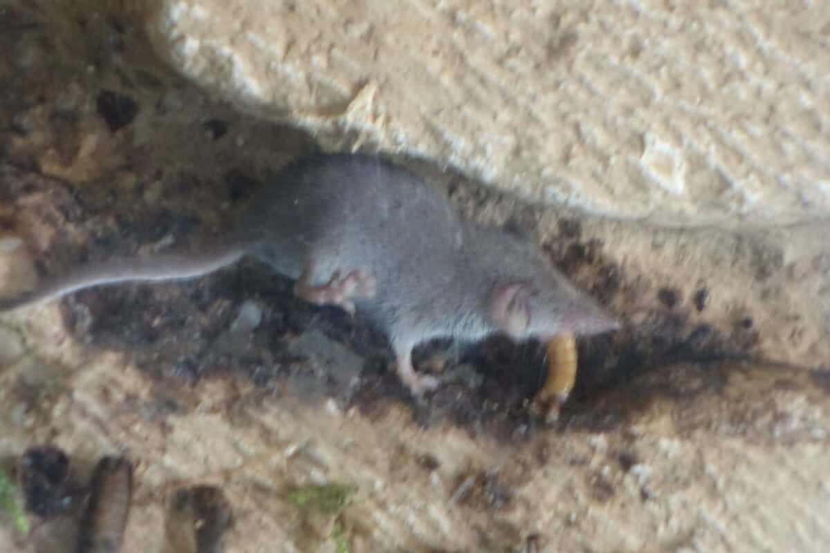Etruscan Shrew