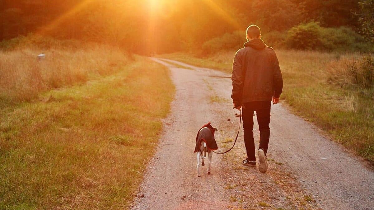 sunset, dog, animal, owner, man, pet, nature, sweden, brown dog, brown sunset
