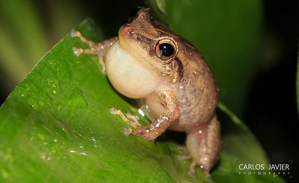 Coqui Frog
