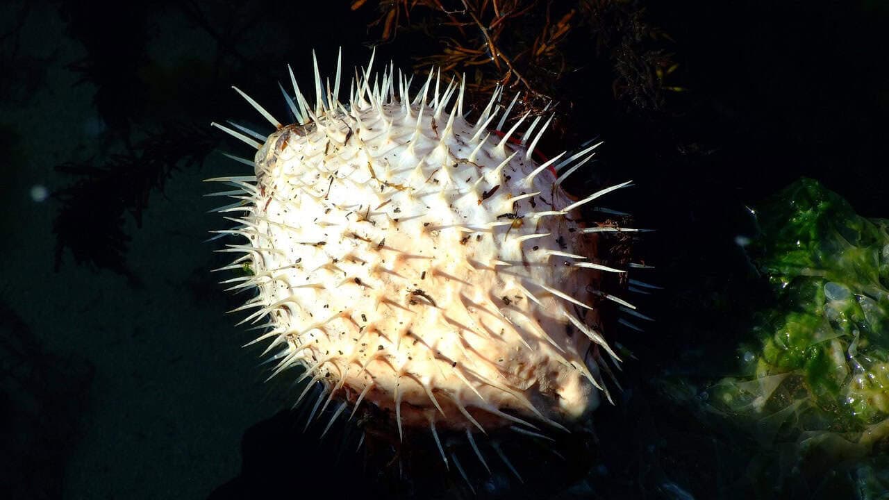 pufferfish, tetraodontidae, fish, marine fish, marine, estuarine fish, tetraodontiformes, puffers, balloon fish, blowfish, bubblefish, globefish, swellfish, toadfish, toadies, honey toads, sugar toads, sea squab, black sea, black fish, black ocean, black fishing, pufferfish, pufferfish, pufferfish, pufferfish, pufferfish, blowfish