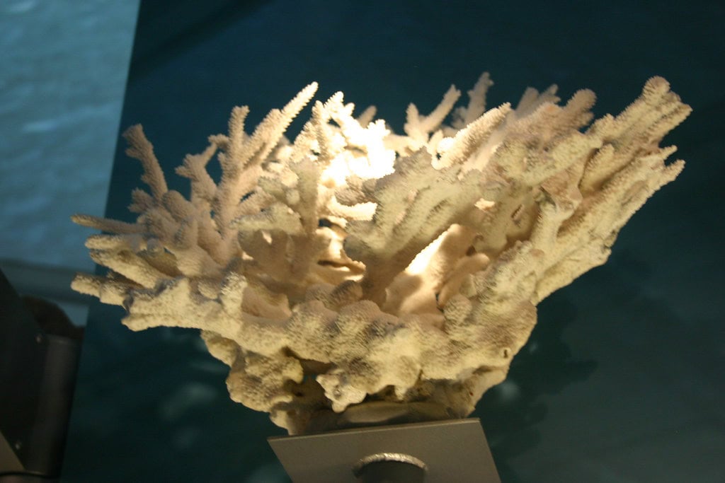 Placozoan