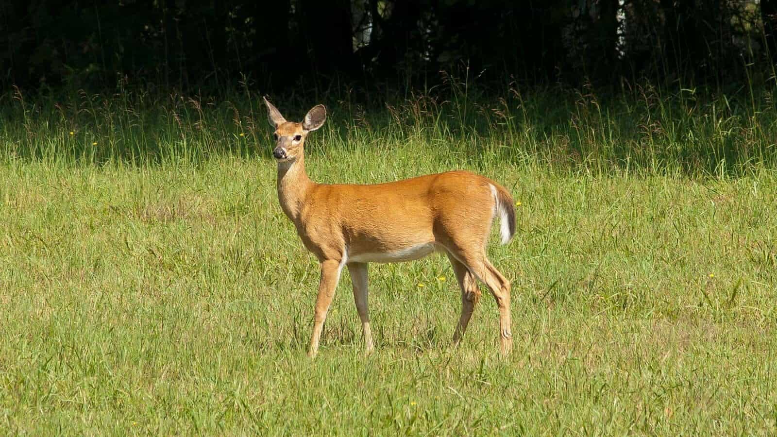A white-tailed deer stands gracefully in a sunlit meadow, surrounded by lush greenery and tranquility.