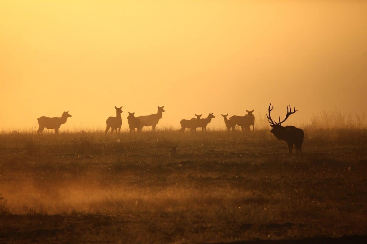 elk, wildlife, bull, herd, sunrise, fog, landscape, cows, nature, elk, elk, elk, elk, elk, wildlife, wildlife, wildlife, sunrise, landscape, cows, nature