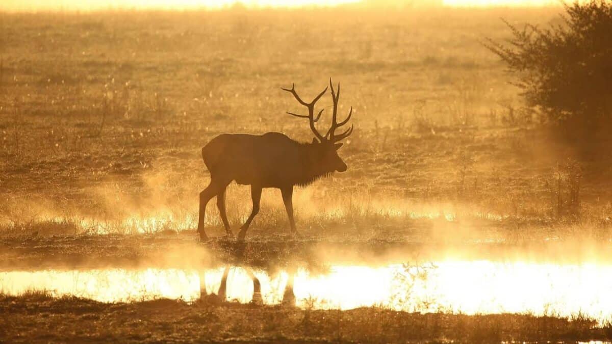 elk, wildlife, bull, sunrise, fog, water, landscape, nature, elk, elk, elk, elk, elk