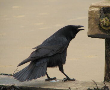 How Crows Became Symbols of Death in European Myths