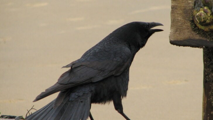 How Crows Became Symbols of Death in European Myths