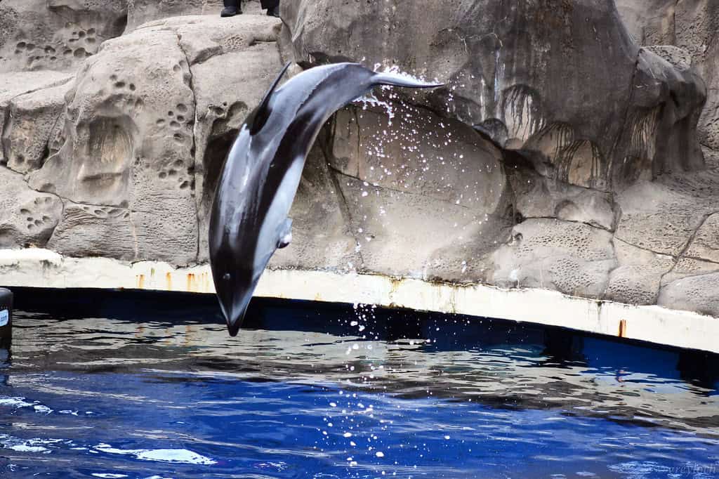 Pacific White-Sided Dolphin