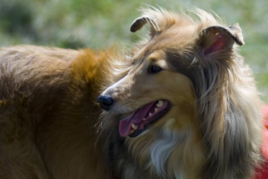 Rough Collie