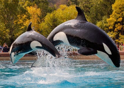 The Real Reason Orcas Are Called “Killer Whales”