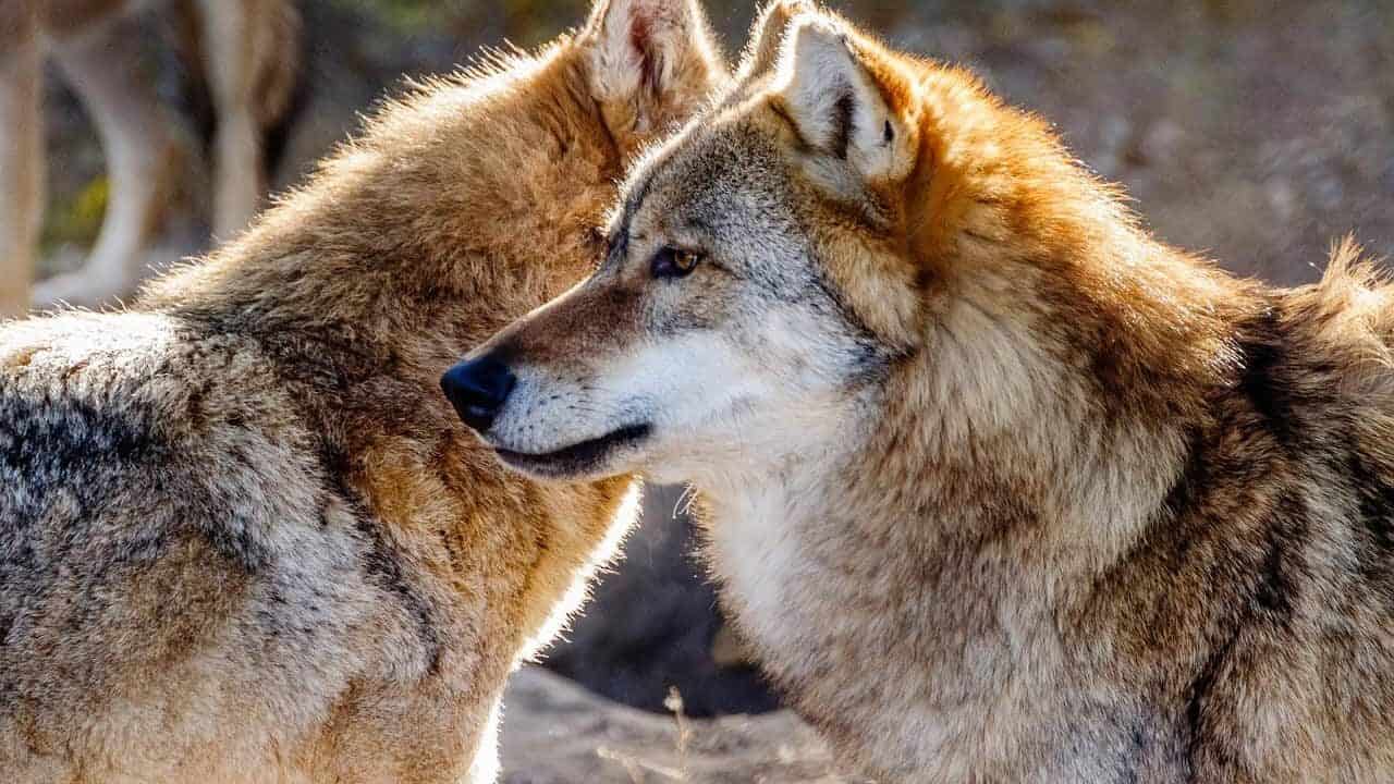 wolf, animals, vertebrate, four-legged, mammal, predator, nature, wildlife, beast, wolf, wolf, wolf, wolf, wolf