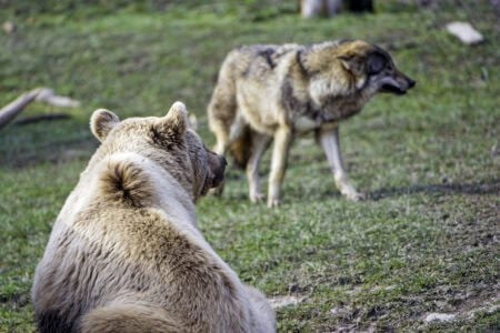 What Happens When Two Apex Predators Share a Habitat?