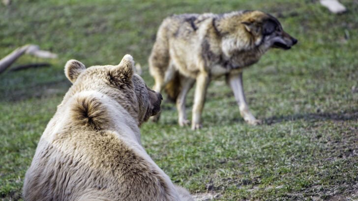 What Happens When Two Apex Predators Share a Habitat?