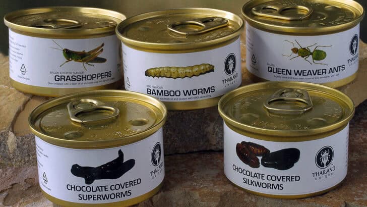 Why Some Cultures Eat Insects—and Others Refuse to Try