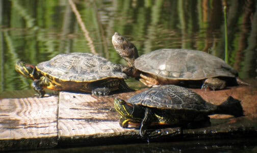 Community Efforts Lead to Return of Native Turtles in Yosemite