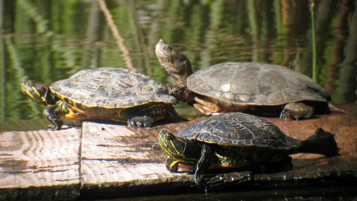 Community Efforts Lead to Return of Native Turtles in Yosemite