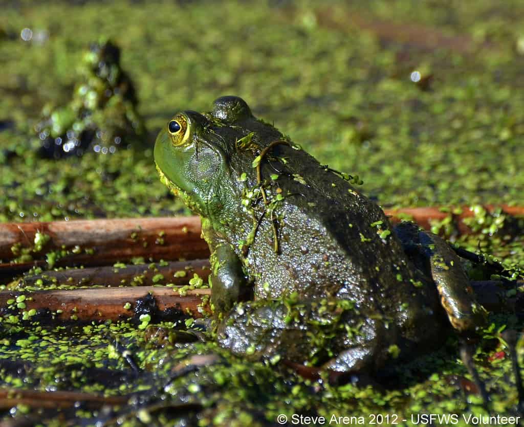 American bullfrog