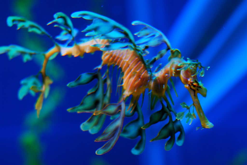 Leafy sea dragon