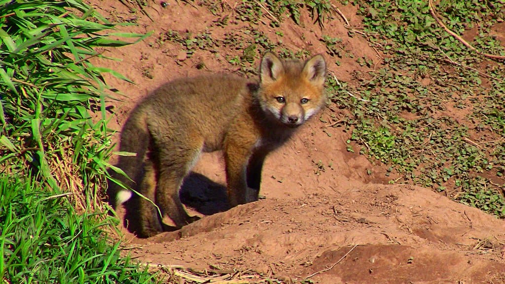 Baby fox
