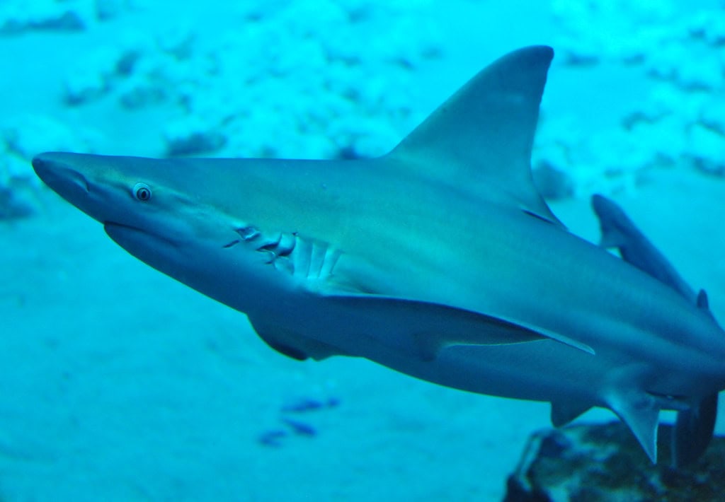 Sandbar shark