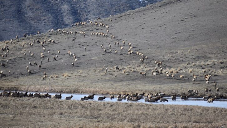 How Elk, Moose, and Bison Migrate Through the West
