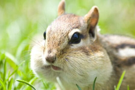 Chipmunks Use Their Cheeks as Nature&rsquo;s Grocery Bags