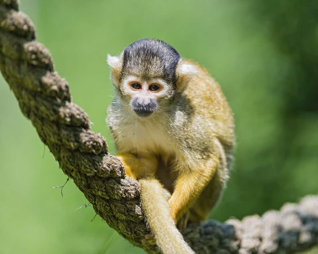 Squirrel Monkey