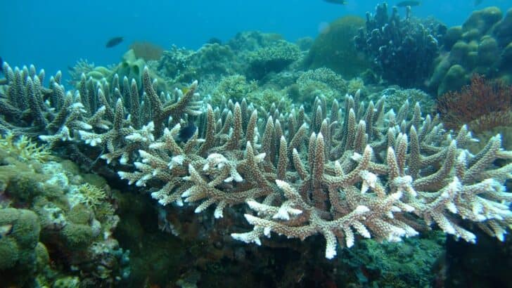 What Happens If Coral Bleaching Reaches 100%?