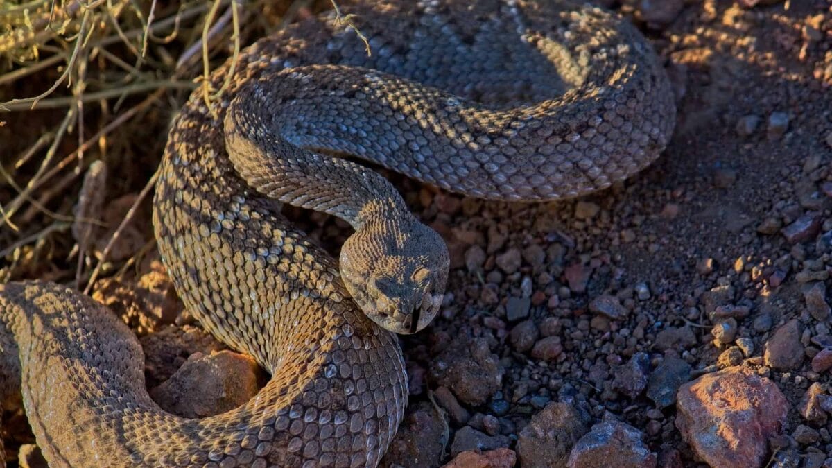 western diamondback rattlesnake bite