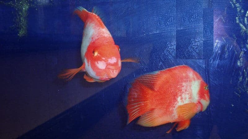 blood parrot cichlid