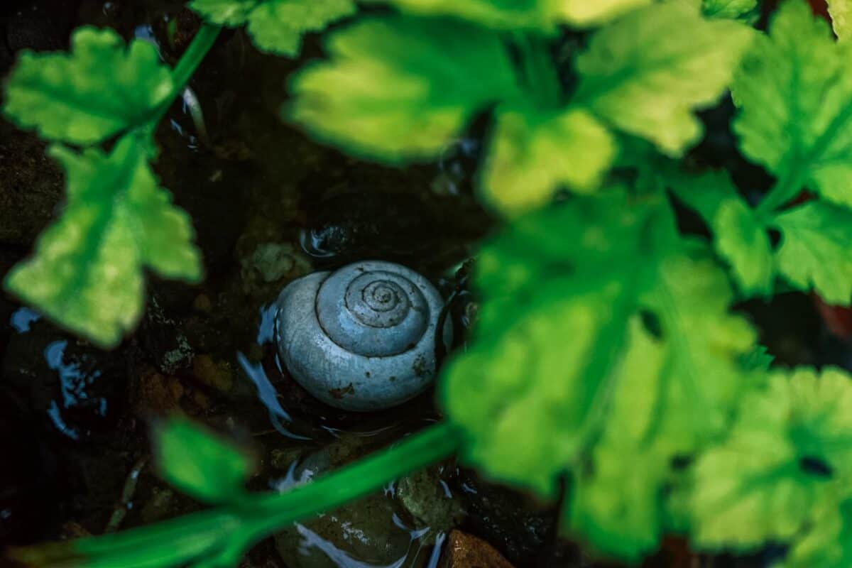 snail, shell, exoskeleton, mollusks, leaves, plant, wildlife, nature, closeup, macro