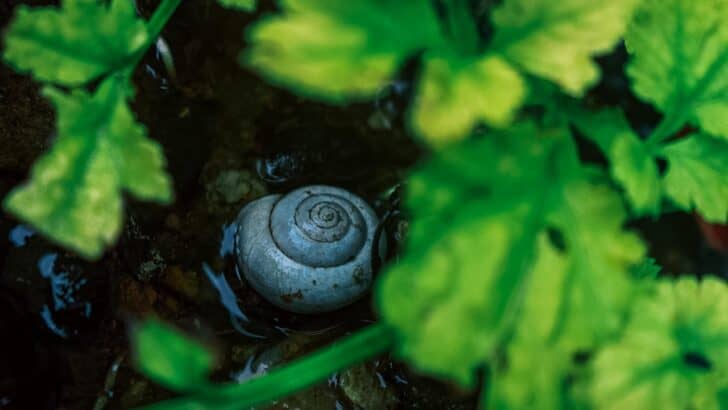 Why Snails Hibernate Inside Their Shells