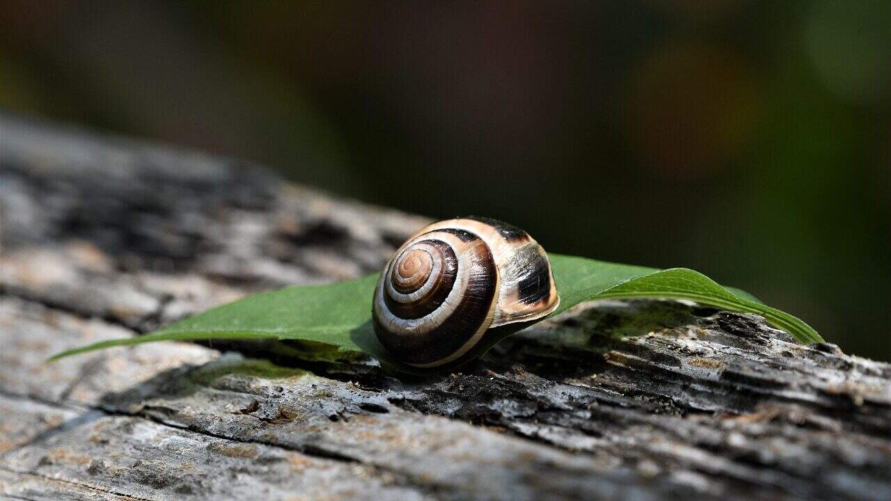 snail, animal, mollusk, shell, snail shell, wildlife, nature, outdoor, closeup, snail, wildlife, wildlife, wildlife, wildlife, wildlife, closeup