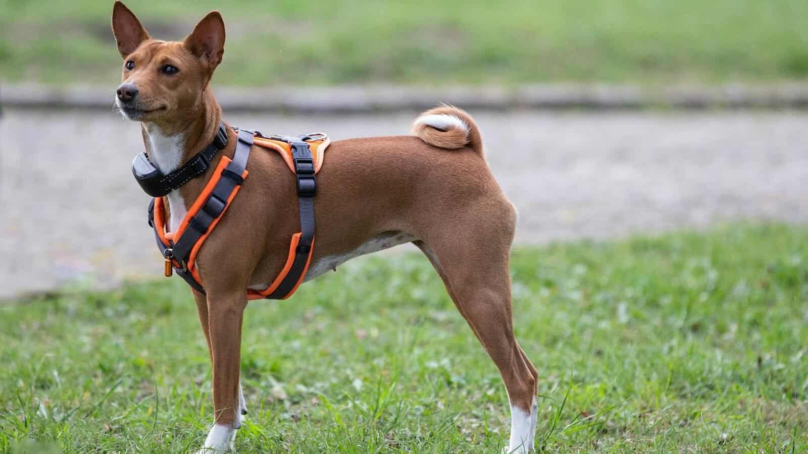 Basenji dog
