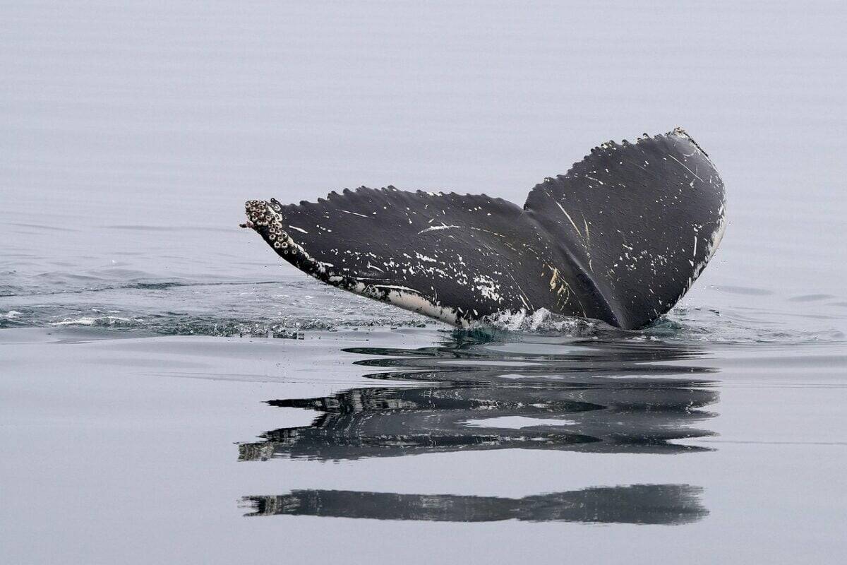 whale, humpback whale, tail fin, nature, ocean, dive, sea