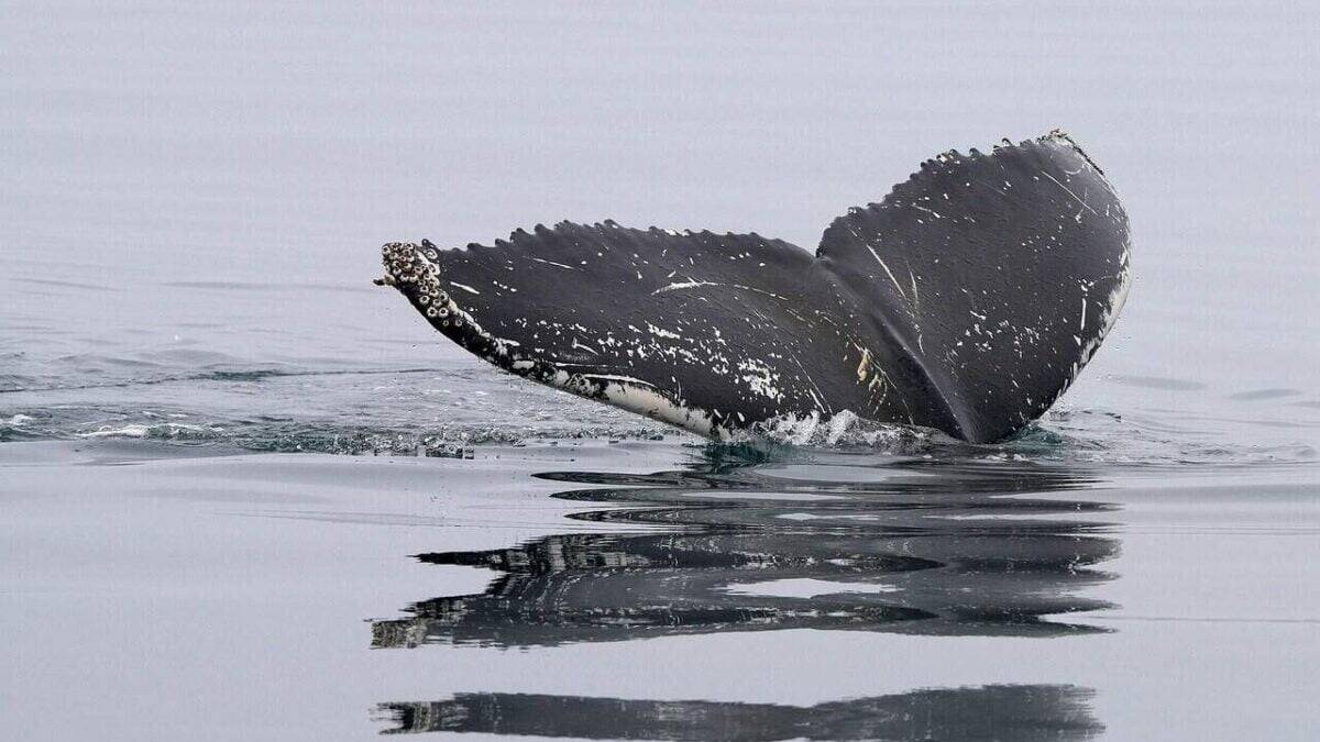 whale, humpback whale, tail fin, nature, ocean, dive, sea