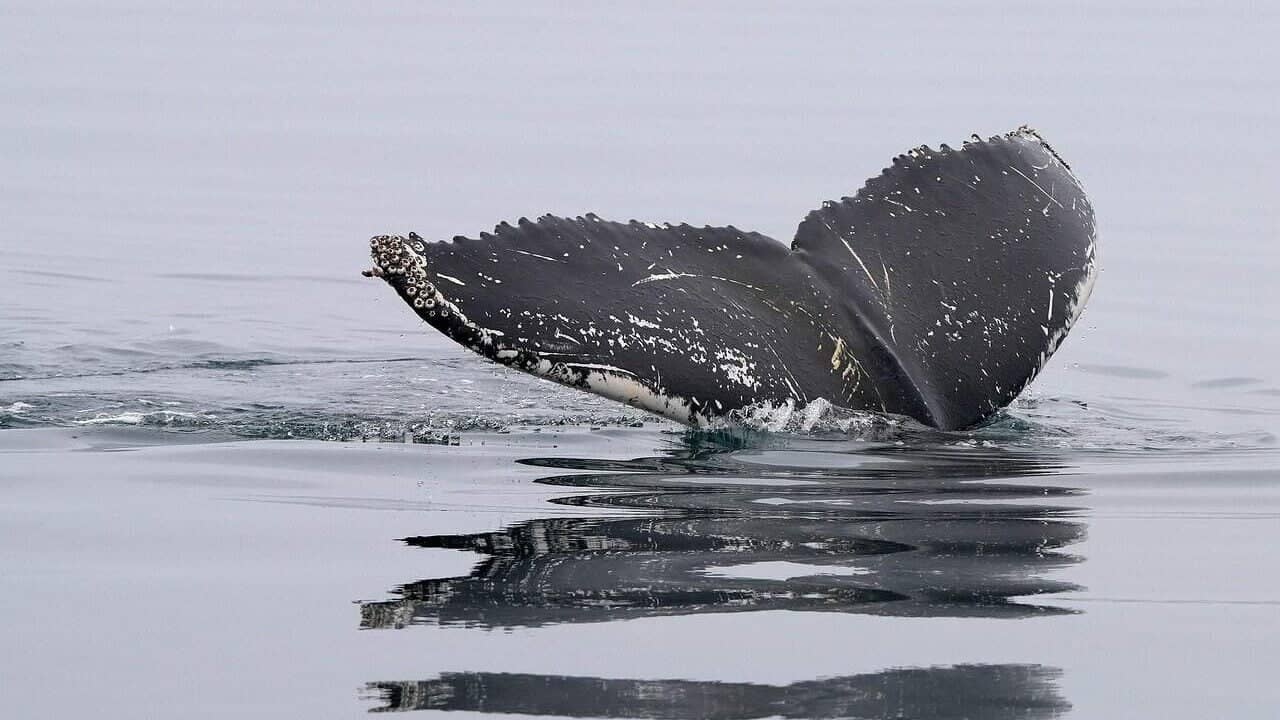 whale, humpback whale, tail fin, nature, ocean, dive, sea