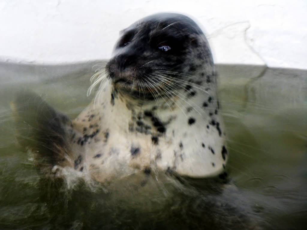 Seal clapping